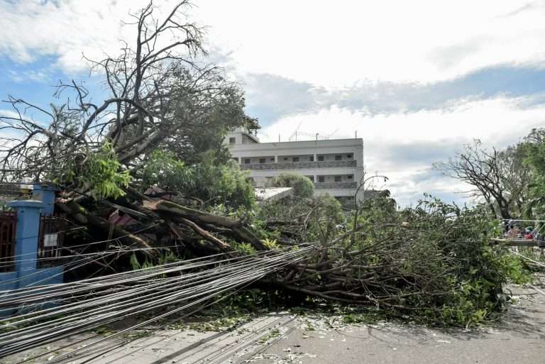 a large tree that has fallen on top of a building