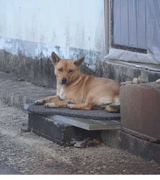 Faith and Fido: A Preacher’s Business Falls Apart.