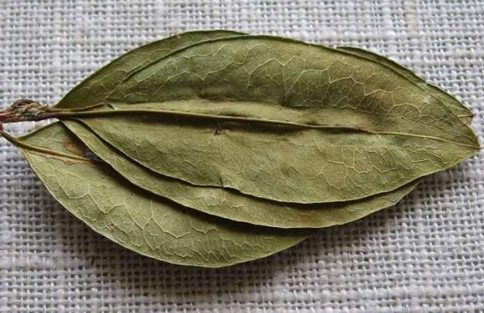 coca leaves