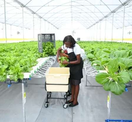 hydroponic